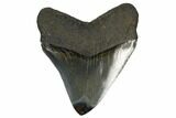 Serrated, Fossil Megalodon Tooth - Polished Tip #173900-1